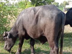 qurbani ki la donda keta mota Taz Ghar ki Pela ho