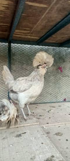 Polish females and White Bantum Breeder pair