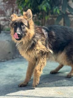 Dog