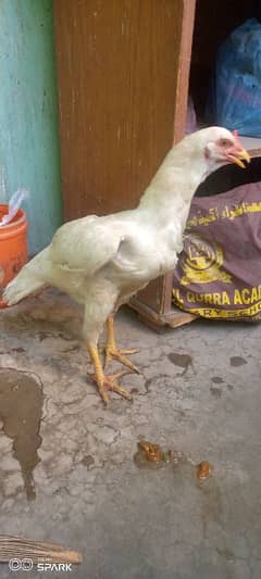 heera