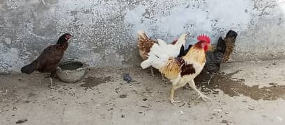 6. female 1. male