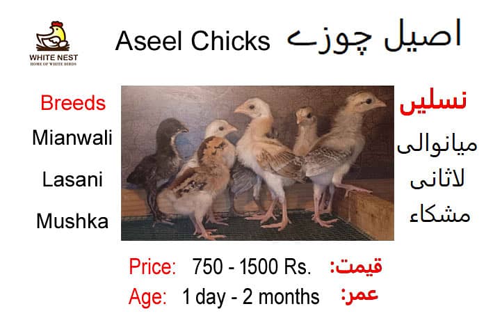 Aseel Chicks & Pathay of Mianwali, Mushka & Lasani, Fertile Eggs 0