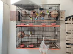 Budgies birds