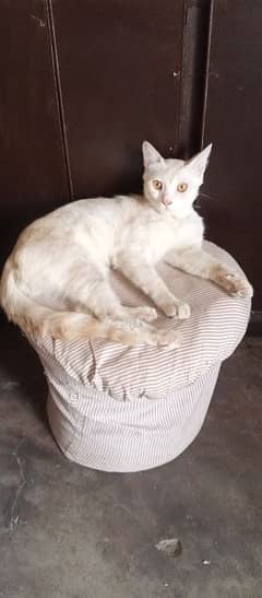 house cat