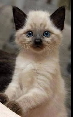 Good looking Himalayan cat for sale