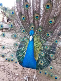 blue