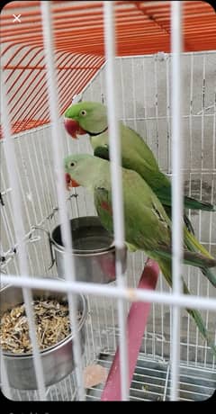 Pahari toty for sel male female pair