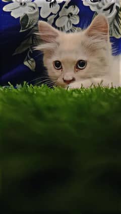 percisan
