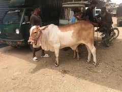 Cow bachri 3.5 mon k janwar ha paka .