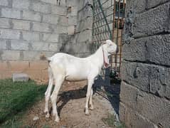 qurbani