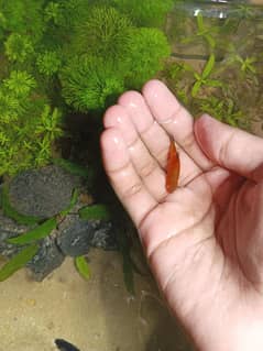 platy fish for sale