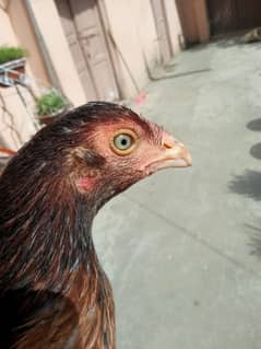 Aseel pair for sale lakha breed