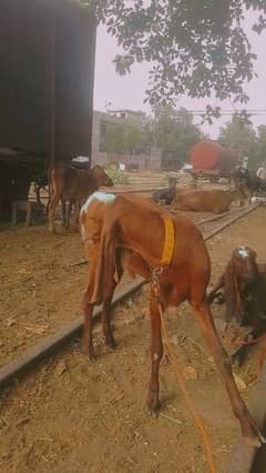 Bakra 70000 ka