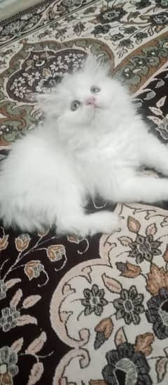 Persian hamalian british punch face piki face cat 03250387943