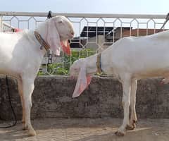 Goats for Qurbani 2025 | Bakra | Rajanpuri | Dondey