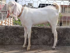 Rajanpuri bakra | Qurbani 2025 | Bakra | Dondey