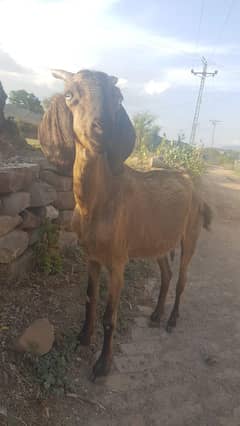 Desi Teddy Bakri For Qurbani