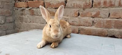 Flemish Breeder Rabbit Male