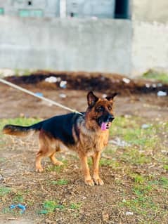 Double coat germane shepherd