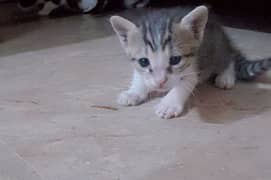 tabby kittens for sale