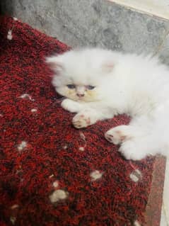 Persian
