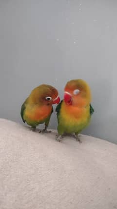 love birds