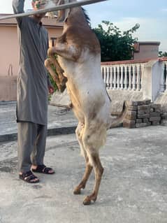 qurbani