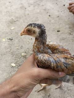 Aseel chicks