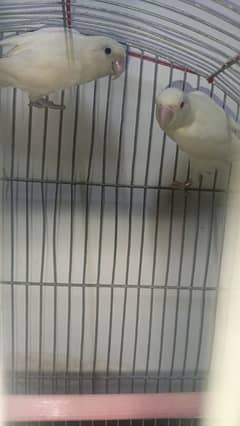 albino