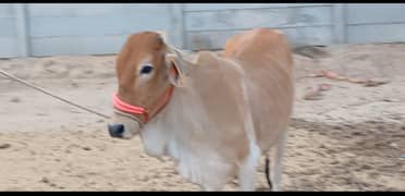 Bachiya for Qurbani 2025