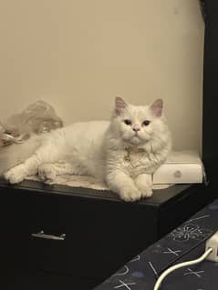 Friendly cat urgent sale
