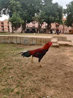 Aseel