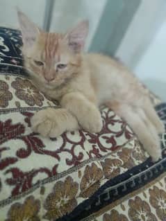 persion  cat potty train  and so beautiful
