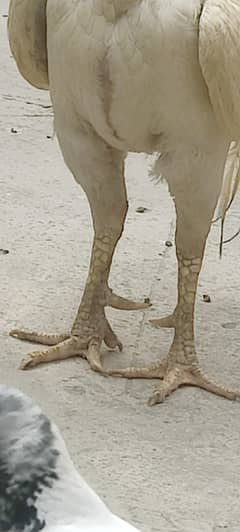 Murga