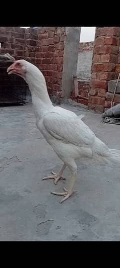top quality white Heera Aseel female