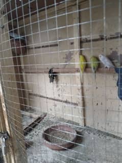 Budgies