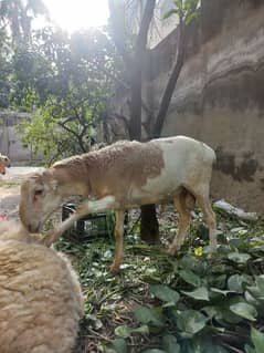 chakki