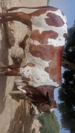 urgent sale krna h WhatsApp 03192008256