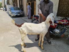 Qurbani