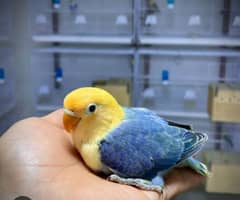 all types love bird