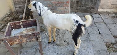 2 Bakras for qurban in RWP  near Ordenance Road