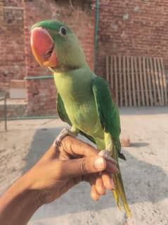 female