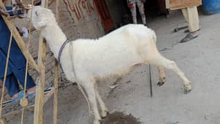 قربانی