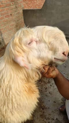 beautiful chatry for sale 03244145082