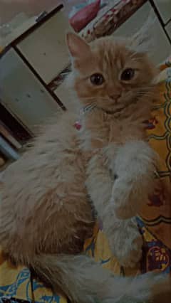 Persian cat