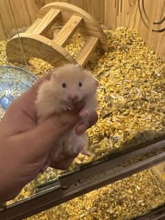 Hamsters available