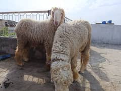 Kajley Mundrey Jori | Sheeps for Qurbani 2025 | Chatra | Dondey