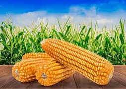 Yellow Corn for Export