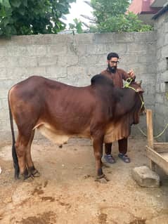 Qurbani bulls available for sale