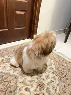 Female Dog (Shih Tzu) for Sale